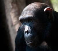 Chimpanzee in the Mahale Mountain National Park 